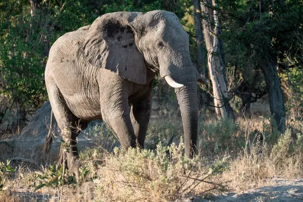Afrika fili Kruger Ulusal Parkı, Güney Afrika