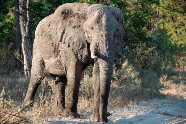 Güneş ışığının altındaki çalılıklarda bir filin yakın çekimi