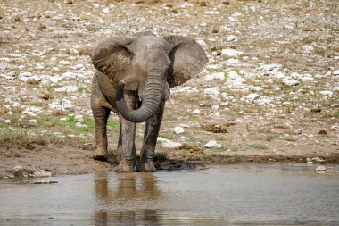 Bir su birikintisinde Afrika fili