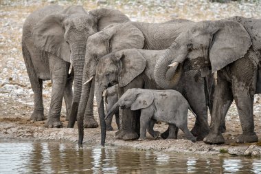 Bir grup Afrika fili nehir çukurunda su içiyor.