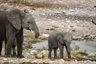 Afrikalı fil (Loxodonta africana) Botswana 'daki Chobe Nehri Ulusal Parkı' nda yürüyor.