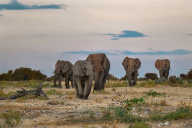 Afrika 'nın vahşi fili, Afrika