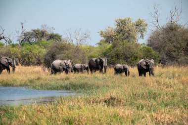 Suda yürüyen bir grup fil.