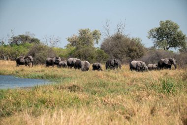 Zimbabwe savanındaki filler.