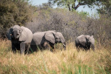 Savannah Afrika filleri