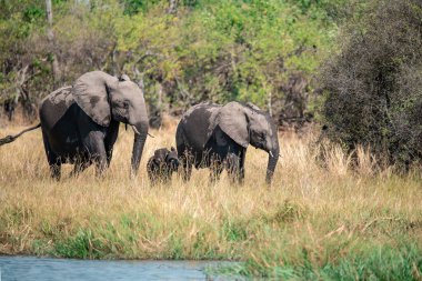Afrika fili Kruger Ulusal Parkı, Güney Afrika; Specie Donxoloafricana Vidae ailesinden