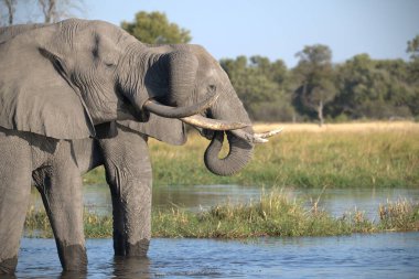 Afrika fili (loxodonta africana) su birikintisinde