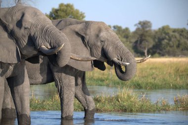 Afrika fili içme suyu
