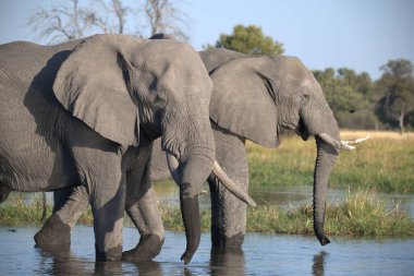 Su birikintisindeki su birikintisindeki filler, Namibya 'nın kuzeyindeki parkta