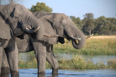 Zimbabwe savanındaki filler.