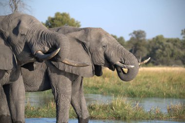 Afrika savanındaki Afrika fili.