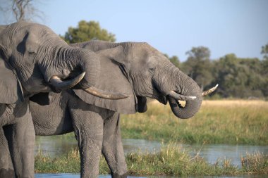 Afrika Ulusal Parkı 'ndaki Afrika fili