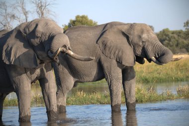 Afrika fili Kruger Ulusal Parkı, Güney Afrika