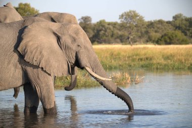 Afrika fili, Loxodonta Africana, Afrika, Kruger Park 'taki bir sudan içiyor.