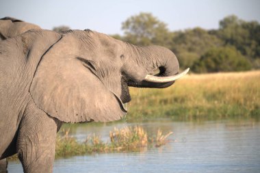 Bir filin Chobe Chobotswana, Afrika 'daki bir delikten su içtiği yakın plan bir fotoğraf.