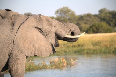 Kruger Milli Parkı içinde Afrika fili