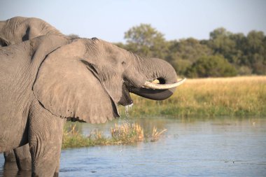 Loxodonta afrikana 'daki Afrika fili