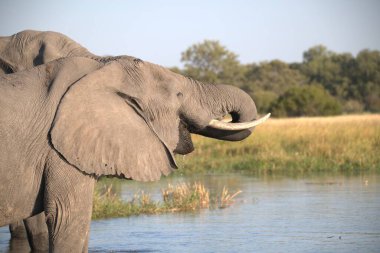 Afrika 'nın güneyindeki Kruger Ulusal Parkı' ndaki su birikintisinde büyük bir Afrika fili.