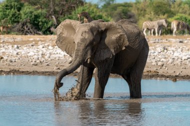 Su birikintisindeki çukurda filler, namibya