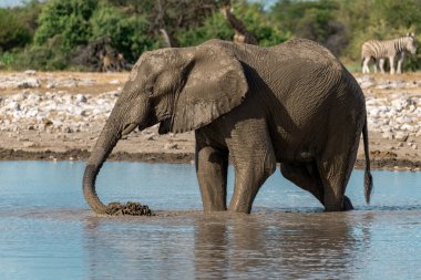 Afrika fili Kruger Ulusal Parkı, Güney Afrika