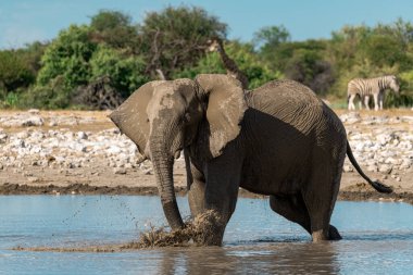 Afrika 'nın güneyindeki Kruger Ulusal Parkı' nda nehir kıyısında su içen bir fil.