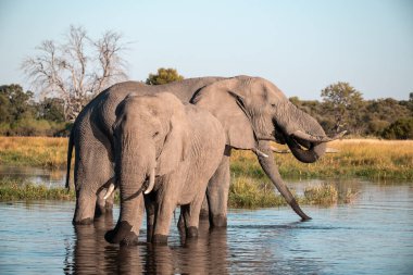Sudaki su birikintisindeki fil ailesi Chobe Ulusal Parkı, Botswana, Afrika.