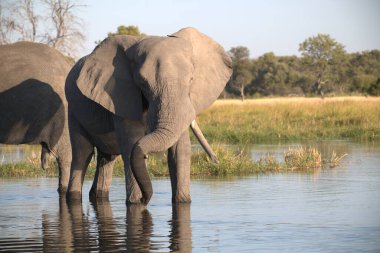 Ulusal parktaki Afrika fili