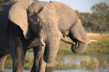 Afrika 'daki Ulusal Park' ta fil
