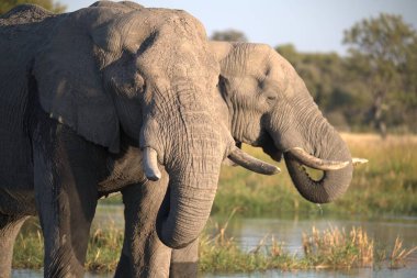 Afrika fili (Loxodonta africana) Güney Afrika 'daki Kruger Ulusal Parkı' nda
