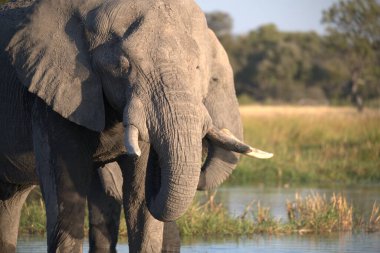 Afrika ormanlarının ulusal parkındaki filler.