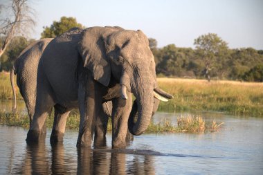 Afrika fili Kruger Ulusal Parkı, Güney Afrika