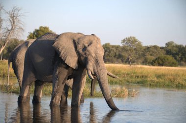 Afrika fili su birikintisinde
