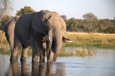 Ziyarette200 Afrika fili