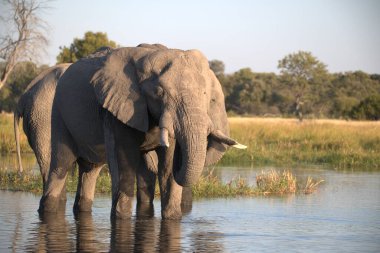 Sudaki Afrika vahşi yaşam fili