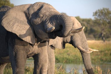 Güney Afrika, Zimbabwe savanındaki filler.