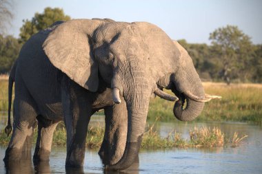 Afrika fili Kruger Ulusal Parkı, Güney Afrika