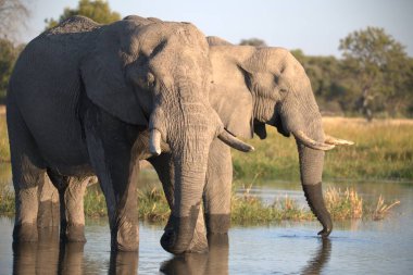 Afrika filleri su birikintisinde, Loxodonta Africana Ulusal Parkı, Botswana, Afrika, Afrika