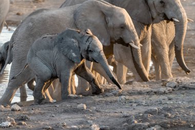 Anne ve yavru filleri Etoşa Ulusal Parkı, Namibya 'daki su kuyusunda yürüyorlar..