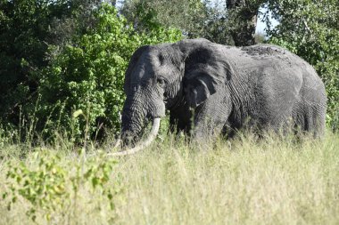 Afrika bozkırında büyük bir fil