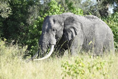 Botswana 'nın ulusal parkında büyük bir Afrika fili