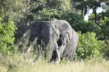 Kenya bozkırında bir fil