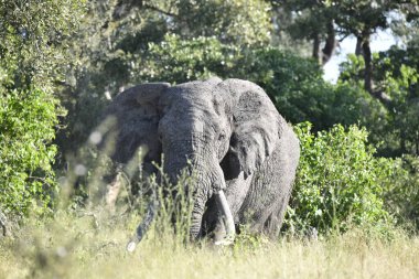 Kenya savanındaki çimlerin üzerinde büyük bir fil.