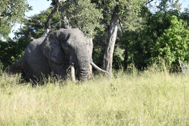 Afrika 'nın bozkırındaki fil
