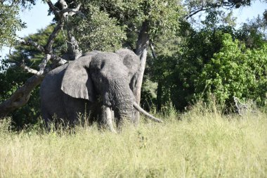 Kenya savanındaki fil