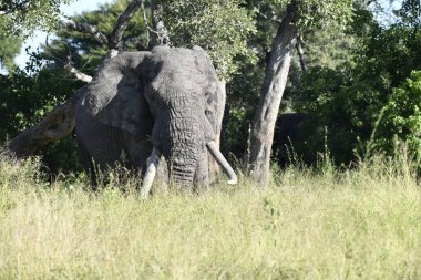 Afrika 'nın güneyindeki Kruger Ulusal Parkı' nda büyük bir Afrika fili.