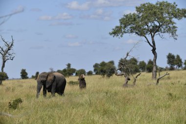 Savanada yürüyen bir fil sürüsü.