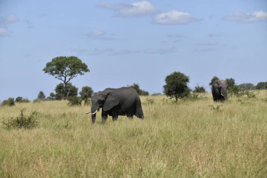 Afrika vahşi fili Kruger Ulusal Parkı, Güney Afrika