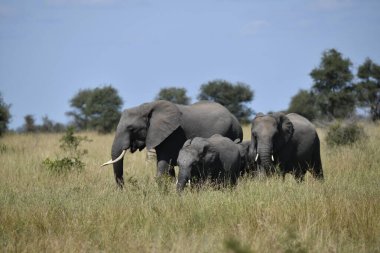 Parktaki büyük Afrika filinin güzel bir fotoğrafı.