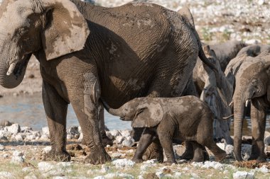 Bebek suyu içen Afrikalı fil ailesi