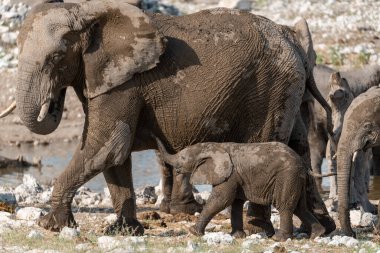 Afrika fili, Loxodonta africana, içme suyu, Kruger Ulusal Parkı, Güney Afrika; Specie Loxoafricafricana africana